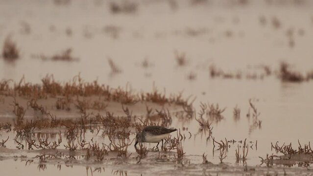 Dunlins (Calidris alpina) foraging in a salt marsh