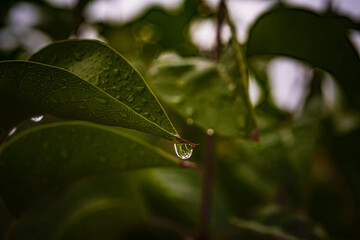 rain water drops
