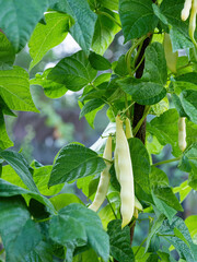 Ripe pods of kidney bean growing on farm. Bush with bunch of pods of haricot plant (Phaseolus...