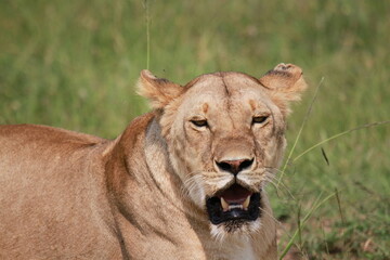 Portrait of a lioness with mouth open, eyes closed