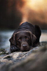 labrador at river