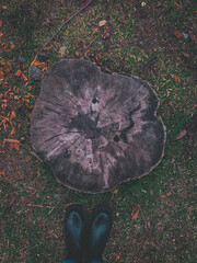 tree cut, stumps in the park