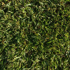 green grass background
