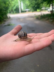 snail on a hand