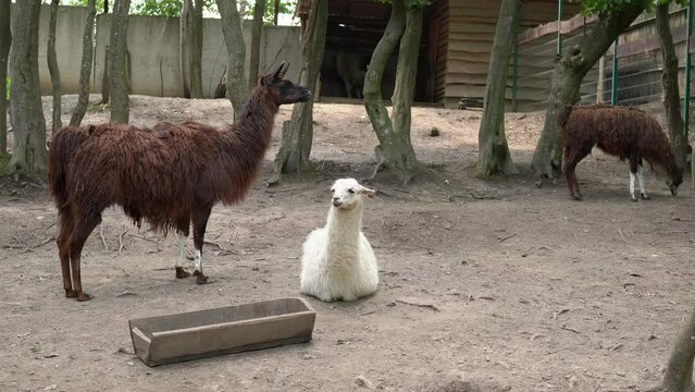 Three cute llamas in the paddock of the zoo. One white llama lies on the ground resting and looking at the camera, and two brown llamas stand and chew food near the trough. Animal breeding - farming