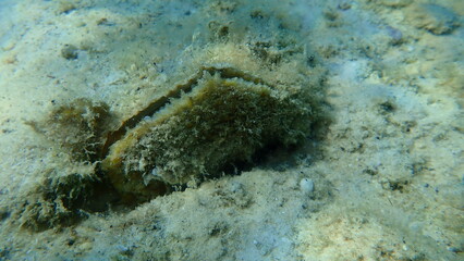 Bivalve mollusc rough pen shell or spiny fan-mussel,  rough penshell (Pinna rudis) undersea, Aegean Sea, Greece, Thasos island