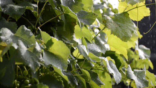 drops of summer rain fall on green vine leaves at sunset. drops hit large leaves and scatter with water dust. beauty in nature