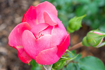 Pink Leonardo Da Vinci Rose Bud