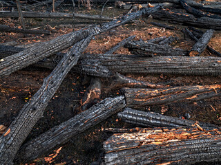 Fallen trees and burnt out into coals after a fire in the fores