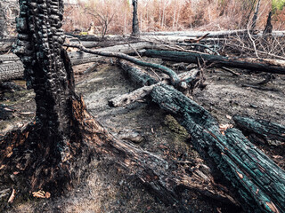 Fototapeta premium Natural tragedy. Burnt forest in the first zone of the national park Bohemia Switzerland