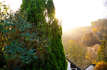 The sun hides behind a tree near Loch Ness