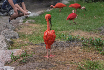 Scarlet ibis, Eudocimus ruber, a hardy, numerous, and prolific bird. Bird watching