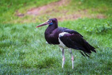 Abdim's stork, Ciconia abdimii, the white-bellied stork, the smallest species of stork