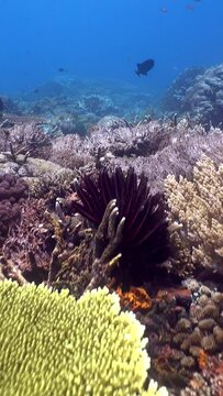 Hard and soft coral reef full of tropical fishes, drifting with current