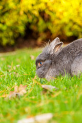 Gray baby rabbit eating green grass in nature