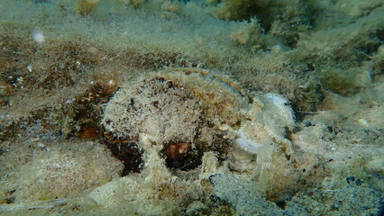 Bivalve mollusc noble pen shell or fan mussel (Pinna nobilis) undersea, Aegean Sea, Greece, Thasos...