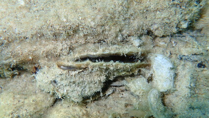 Bivalve mollusc noble pen shell or fan mussel (Pinna nobilis) undersea, Aegean Sea, Greece, Thasos island