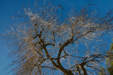 Winter tree branches with no leaves against blue sky