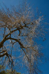 Winter tree branches with no leaves against blue sky