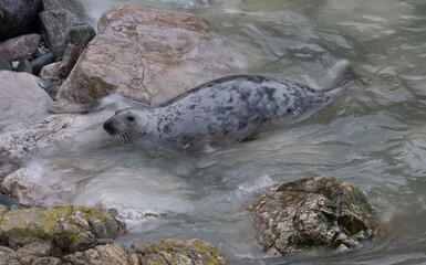 Grey Seals resting on the rocks