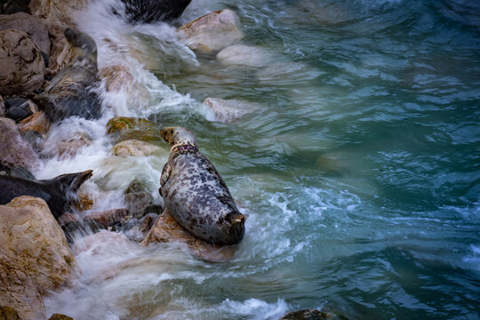 Grey Seals resting on the rocks