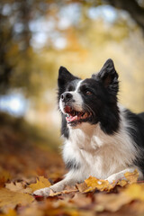 Happy Border Collie Lies Down in Autumn Leaves. Vertical Portrait of Smiling Black and White Dog in Nature during Fall Season.