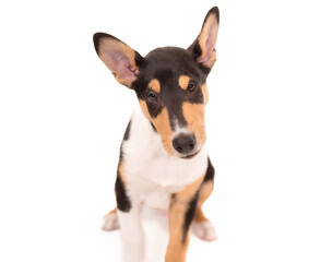 Naklejka na ściany i meble 2 month old tricolor Smooth Collie puppy sitting and looking up at the camera against a pure white background
