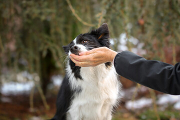 Border Collie Eats From Human Hand in the Garden. Cute Black and White Dog Gets the Treat from Female Hand Outside.