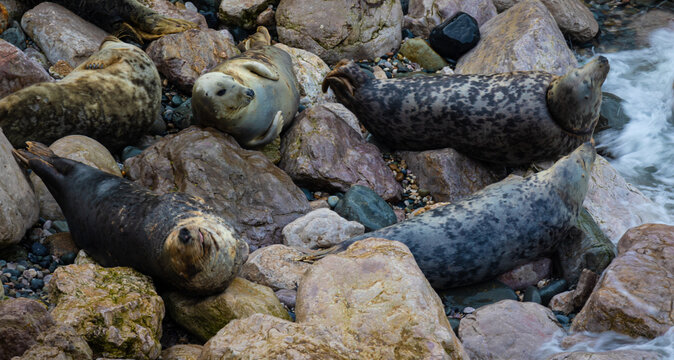 Grey Seals resting on the rocks