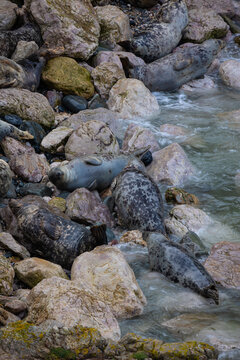 Grey Seals resting on the rocks