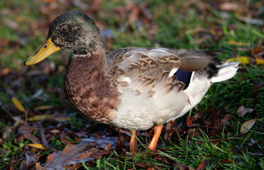 Close-up of a wild duck walking in a meadow in autumn in Germany. The duck is female