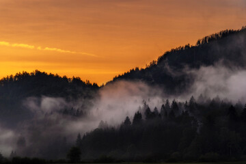 Die Bäume im Sonnennebel