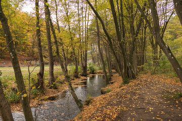 Herbstwald mit Bachlauf