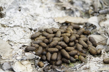 Capybara feces (Hydrochoerus hydrochaeris) on the shore of Lake Mamori, Amazonas, Brazil.