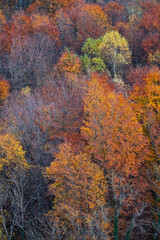 couleurs de la forêt en automne, vu d'en-haut