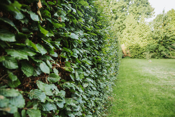 Green hedge as a boundary for the property. Hedge cutting in autumn in Germany. High hornbeam...