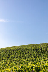 View of beautiful vineyards with blue sky in in Durbach, Germany, black forest area, near Baden-Baden