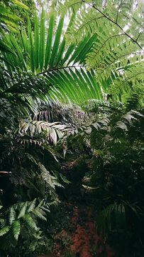 tropical forest with trees, jungle, tree, nature, palm, forest, tropical, jungle, plant, trees, landscape, leaf, rainforest, garden, plants, summer, park, water, sky, fern, leaves, grass, palm tree, 