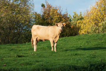 Eine Kuh im Herbst