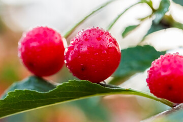cherry berries with leaves in raindrops in natural light