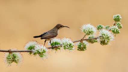Cinnyris fuscus, a beautiful little bird  on a branch. Namibia.