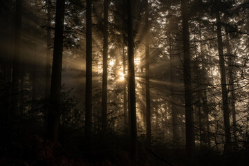 misty morning in the forest