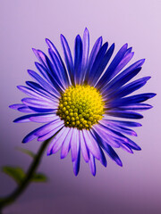 Obraz premium flower