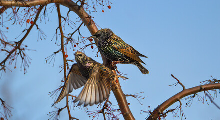 Starling bird