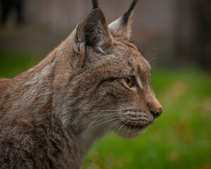 Zoo shoots - Lynx