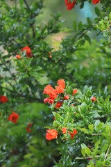 Obraz na płótnie Canvas red poppies in the garden