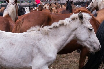 White wild horses on a farm for deworming in Pontevedra, Galicia