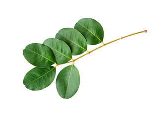 Branch with tropical green leaves