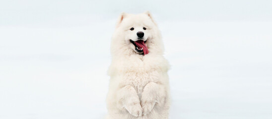 Portrait of funny white Samoyed dog standing on its hind legs on the snow in winter park