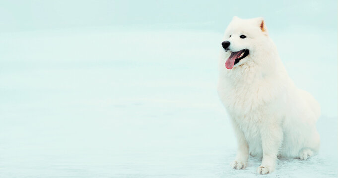 Winter portrait of happy white Samoyed dog looking away sitting on the snow in the park, blank copy space for advertising text